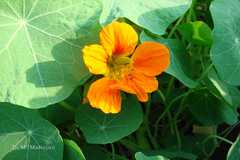 Tropaeolum majus